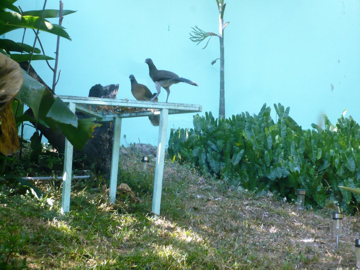 Dos Palmitos Bed And Breakfast Panama-Stad Buitenkant foto